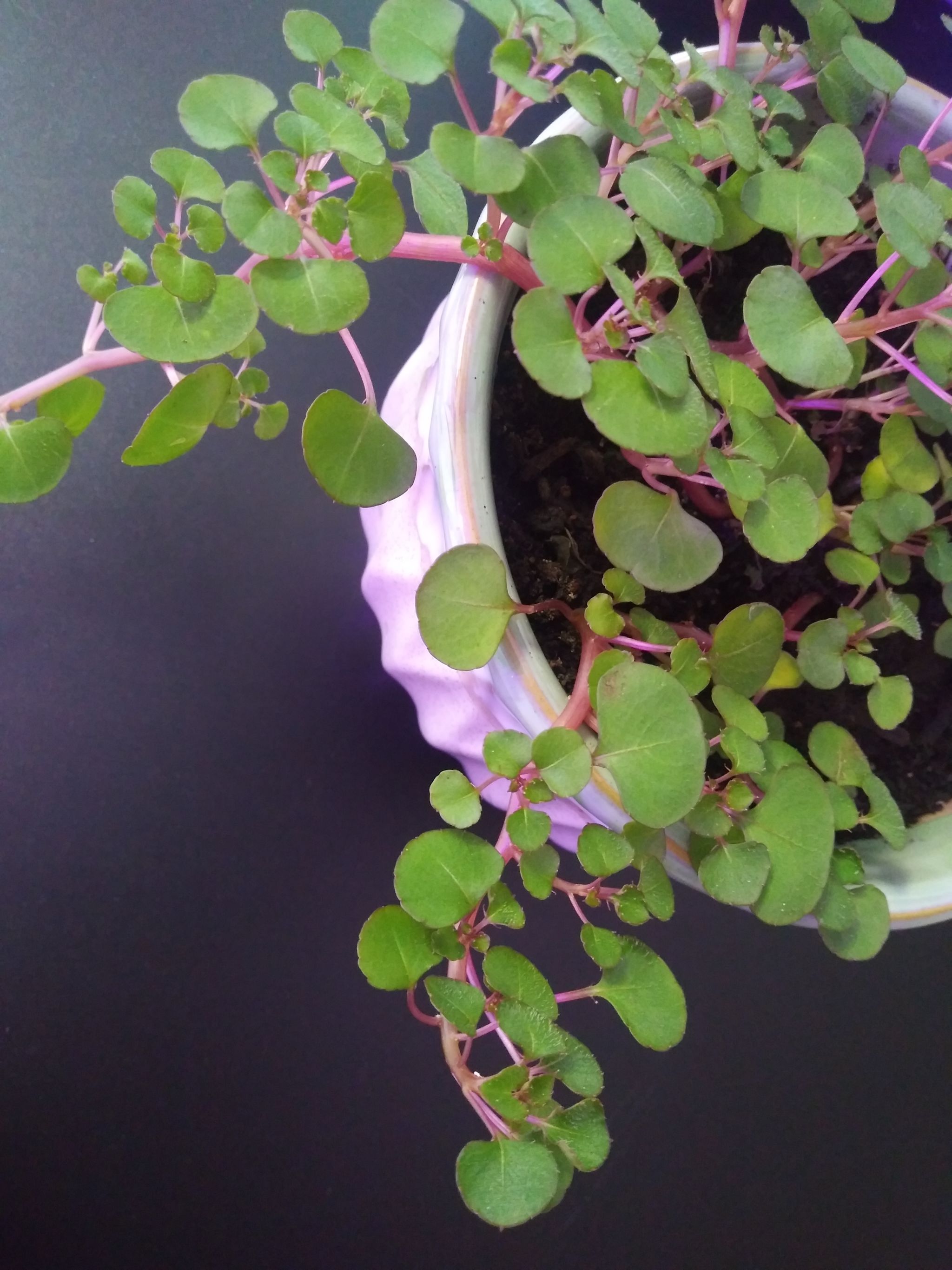 Why Are My SunPatiens Impatiens Leaves Curling?