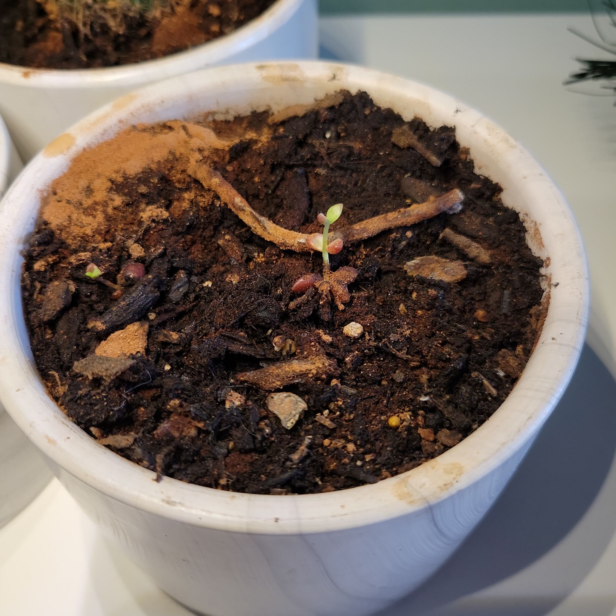 A small Graptosedum 'Alpenglow' seedling in a white pot with visible soil.