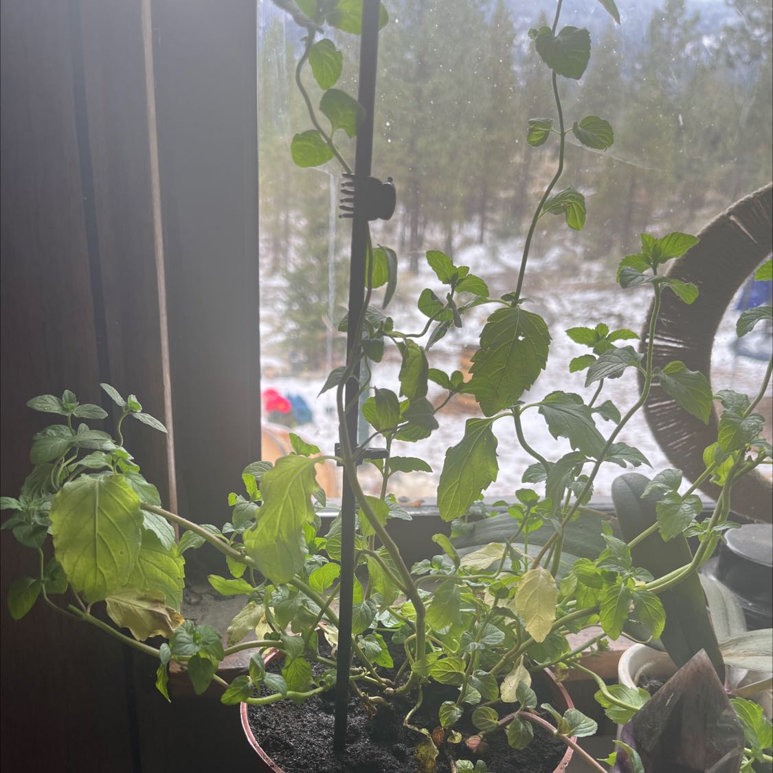 Potted Watermint plant near a window with some yellowing leaves.