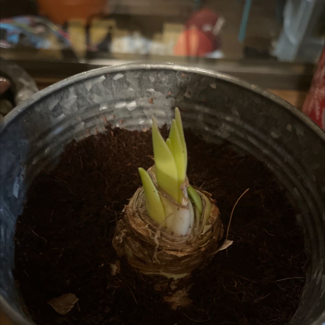 Young Hippeastrum 'Red Lion' plant in a pot with visible soil and green shoots.