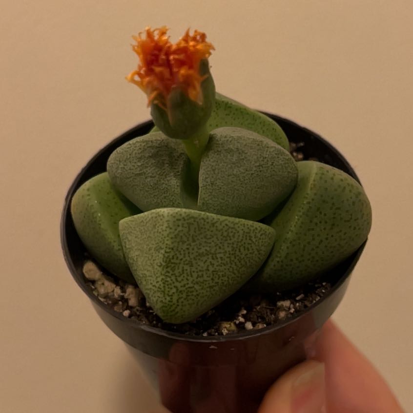Photo of the plant species Mimicry Rock Plant by @JocoseMystax named Mimi on Greg, the plant care app