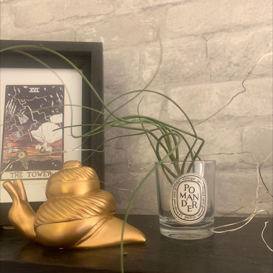 Tillandsia butzii plant in a glass container with a decorative snail and framed picture in the background.