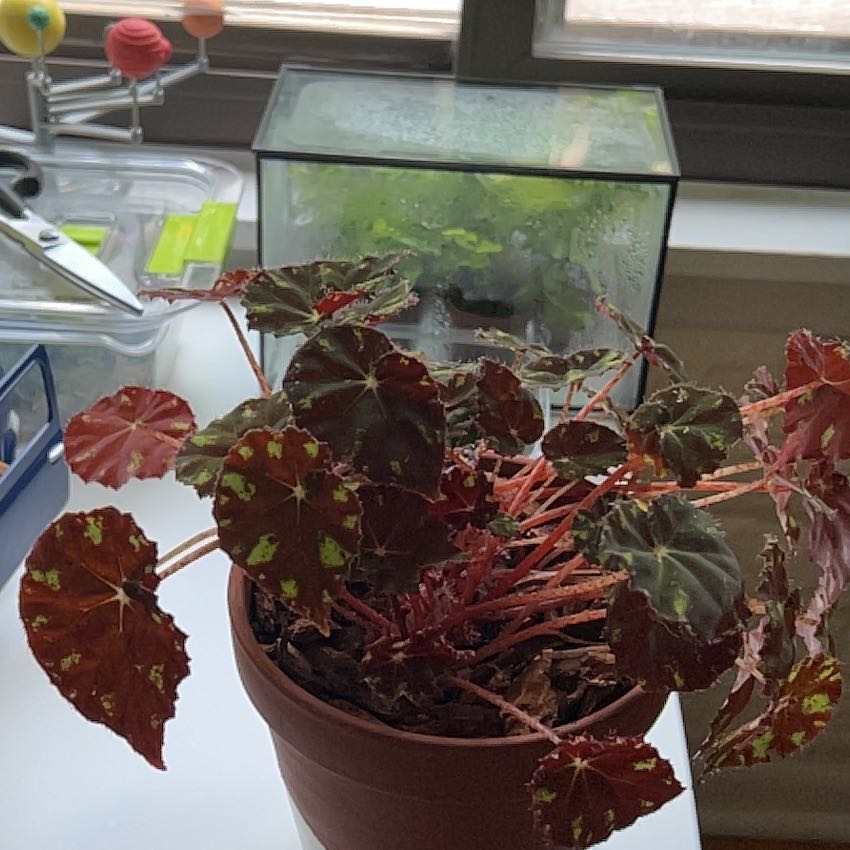 Photo of the plant species Rex Begonia Zumba by @anthroplant named Beckham on Greg, the plant care app