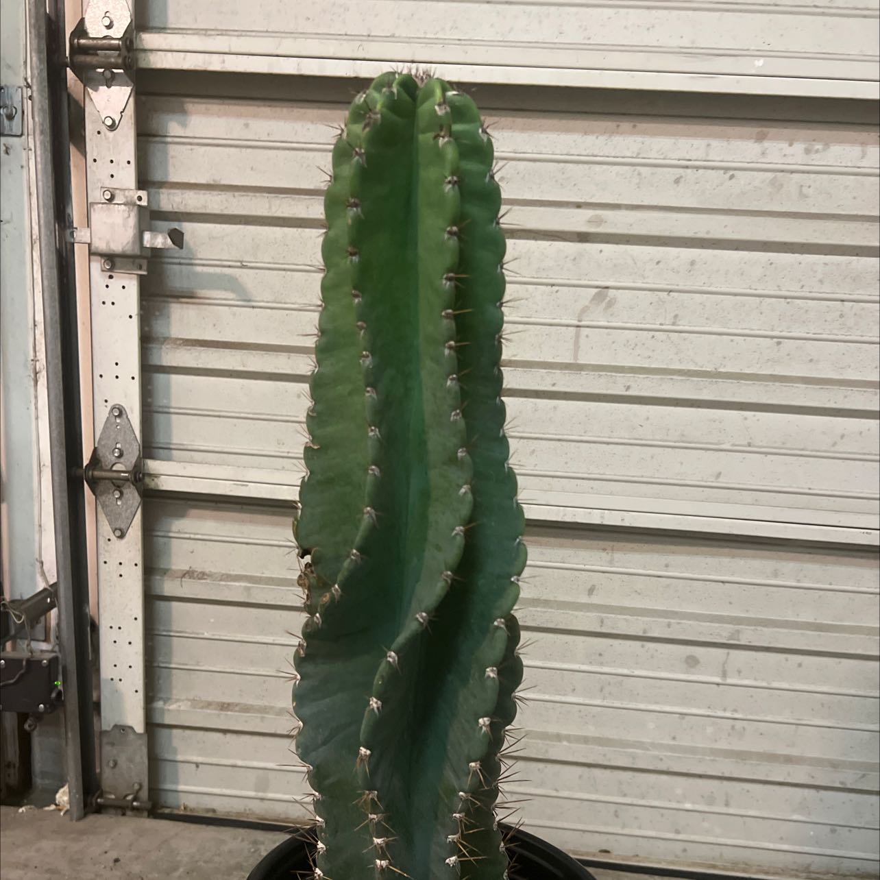 Photo of the plant species Peruvian Apple Cactus by @RegalQuince named Your plant on Greg, the plant care app