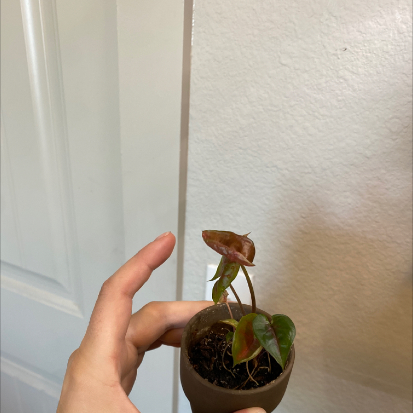 Syngonium 'Maria Allusion' plant in a pot held by a hand, with visible soil.