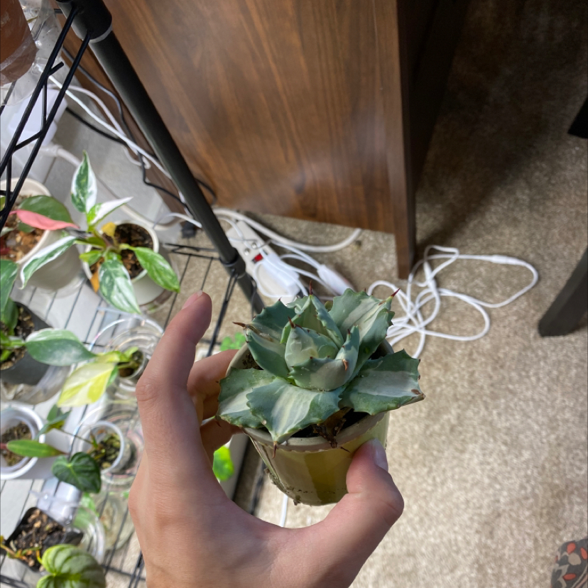 Photo of the plant species Dwarf Butterfly Agave by @alyssatwitty named Jorge on Greg, the plant care app