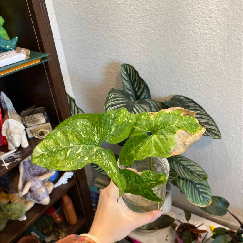 Syngonium Panda plant with variegated leaves, some browning, held by a hand.