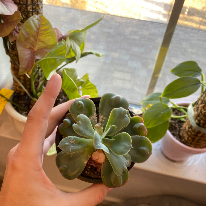 Hand holding a healthy Raindrops Echeveria succulent with other plants in the background.