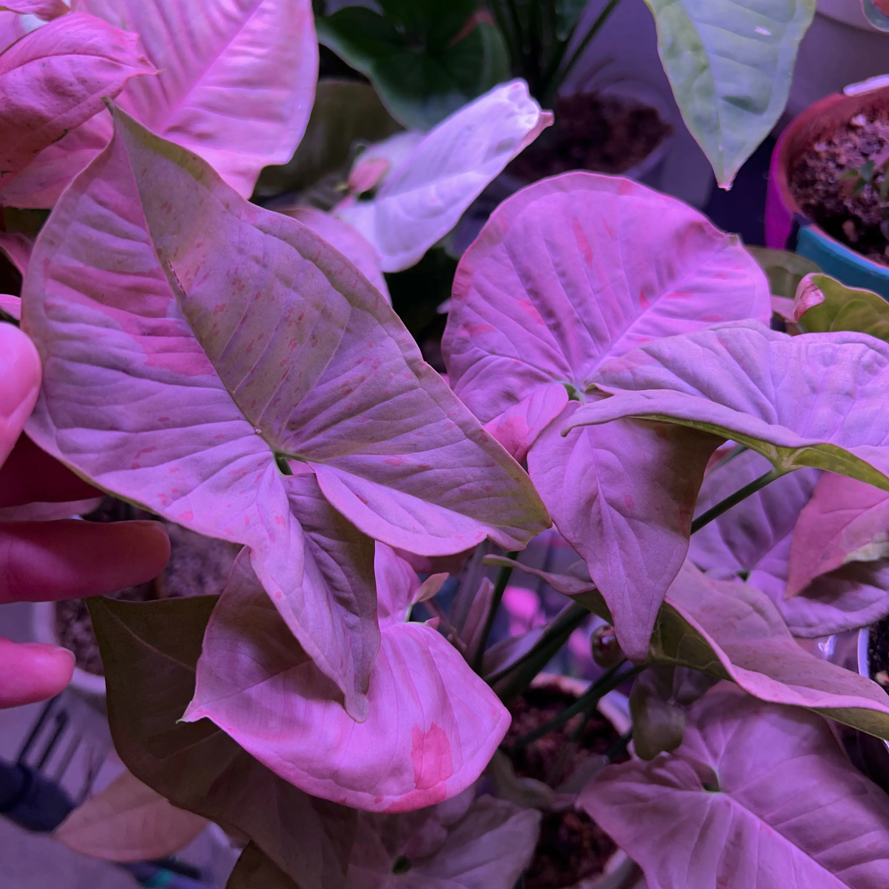 Photo of the plant species Syngonium 'Candy' by @alyssatwitty named Pink Candy on Greg, the plant care app