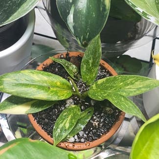 Philodendron 'Ring of Fire' plant in Fort Collins, Colorado