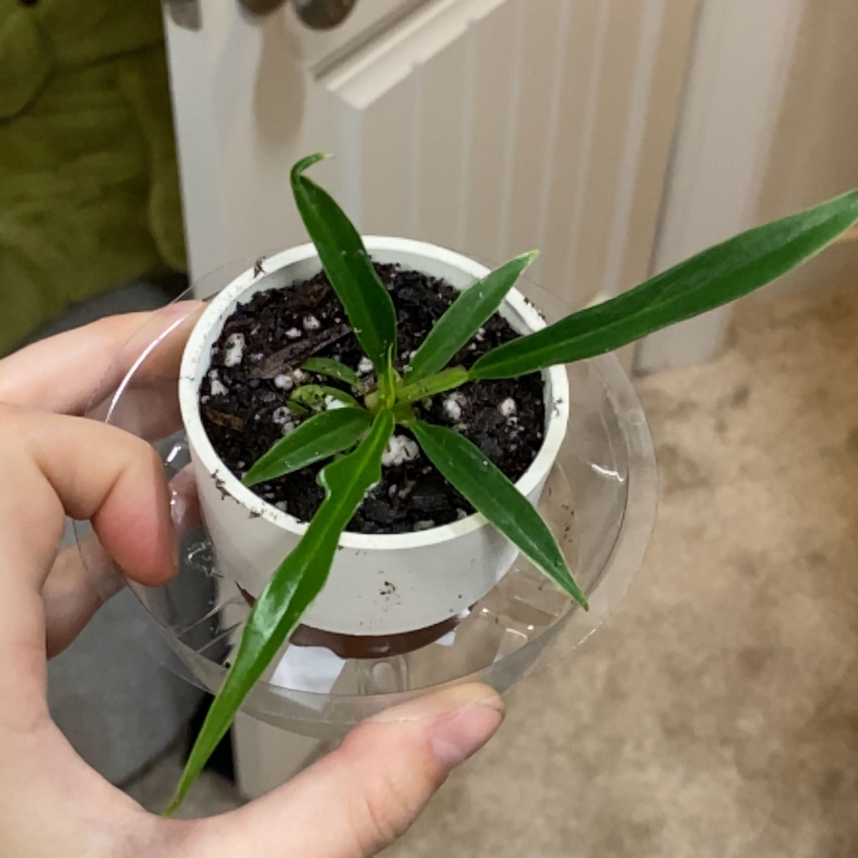 Philodendron tortum plant in a white pot held by a hand, with visible soil.