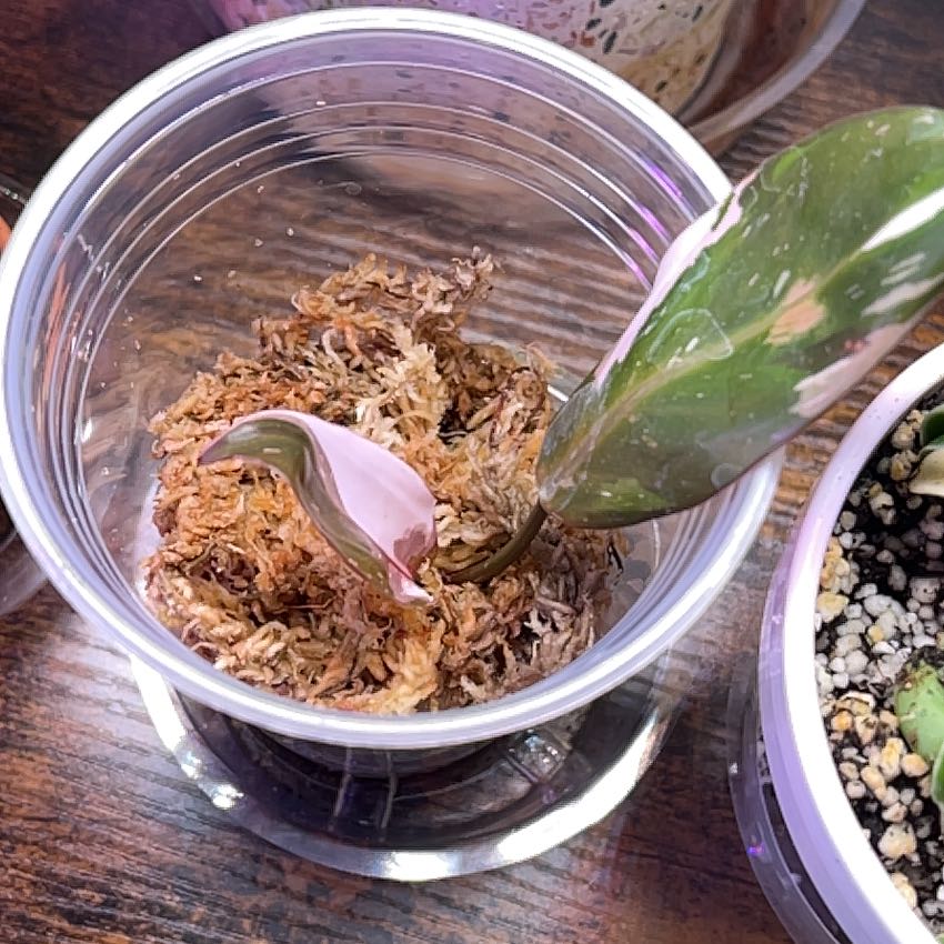 Philodendron Red Anderson plant in a clear plastic container with visible soil and a single variegated leaf.