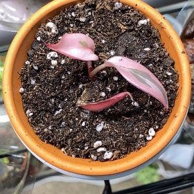 Pink Princess Philodendron plant in Fort Collins, Colorado