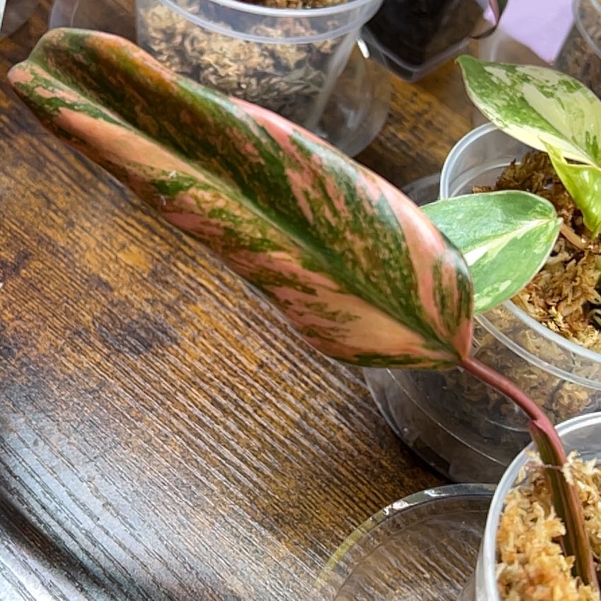 Strawberry Shake Philodendron with variegated leaves in a small container.