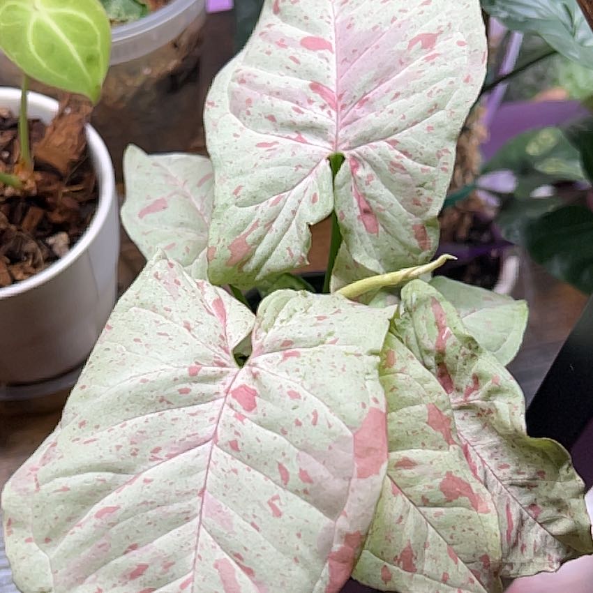 Syngonium 'Milk Confetti' plant with pink and green variegated leaves in a pot.