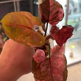 Photo of the plant species Strawberry Ice Galaxy Arrowhead Plant by @alyssatwitty named Astrid on Greg, the plant care app