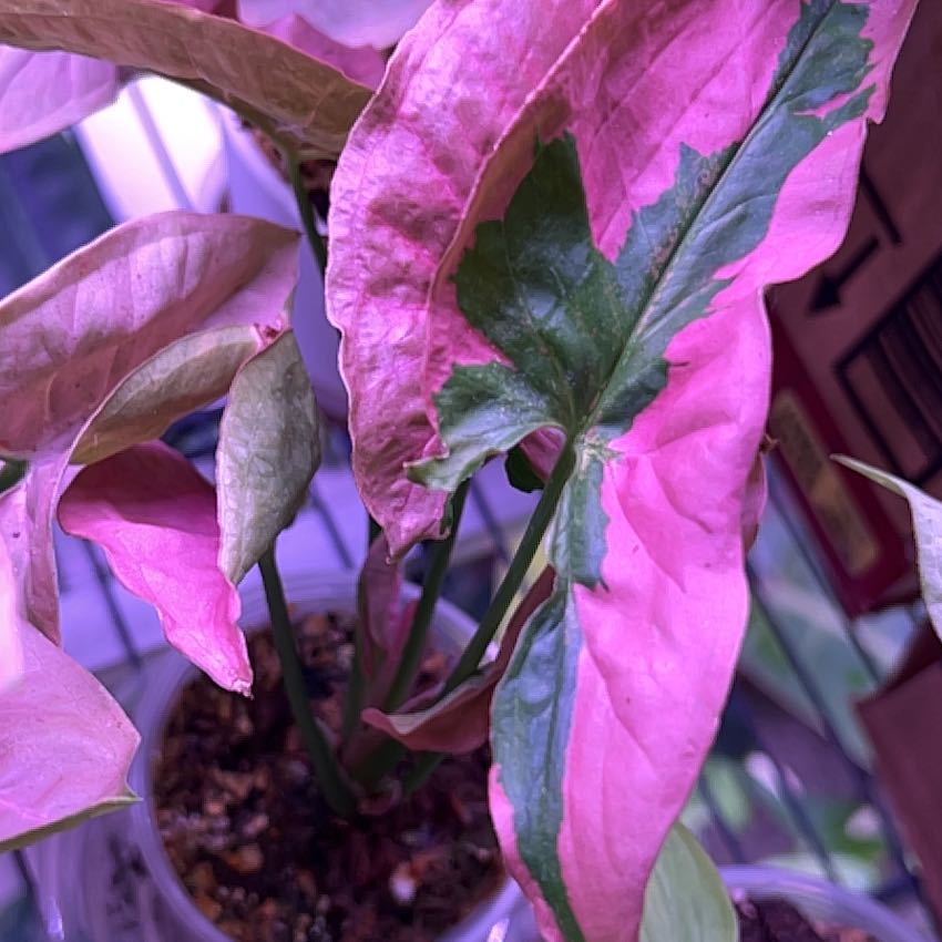 Photo of the plant species Syngonium Pink Lava by @alyssatwitty named Pele on Greg, the plant care app