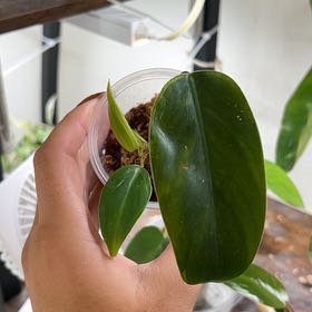 Photo of the plant species Philodendron 'Emerald Queen' by @alyssatwitty named Avocado on Greg, the plant care app