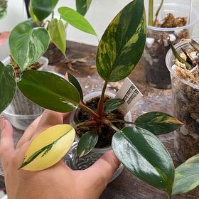 Photo of the plant species Red Congo Variegated by @alyssatwitty named Conga on Greg, the plant care app