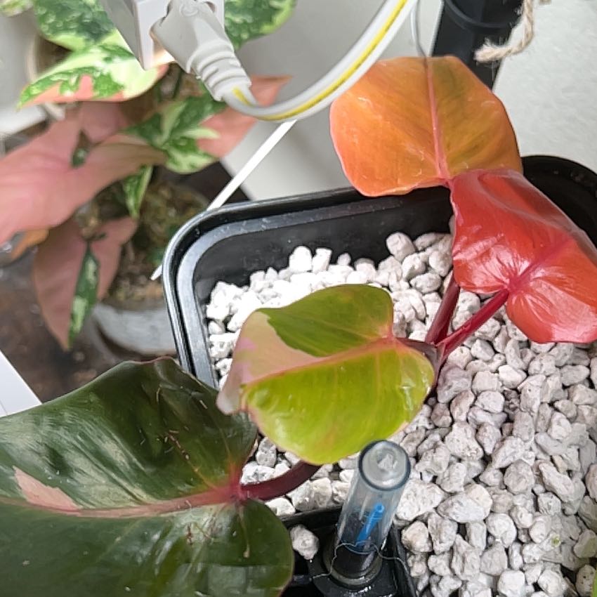 Photo of the plant species Philodendron Persimmon Princess by @alyssatwitty named Persephone on Greg, the plant care app