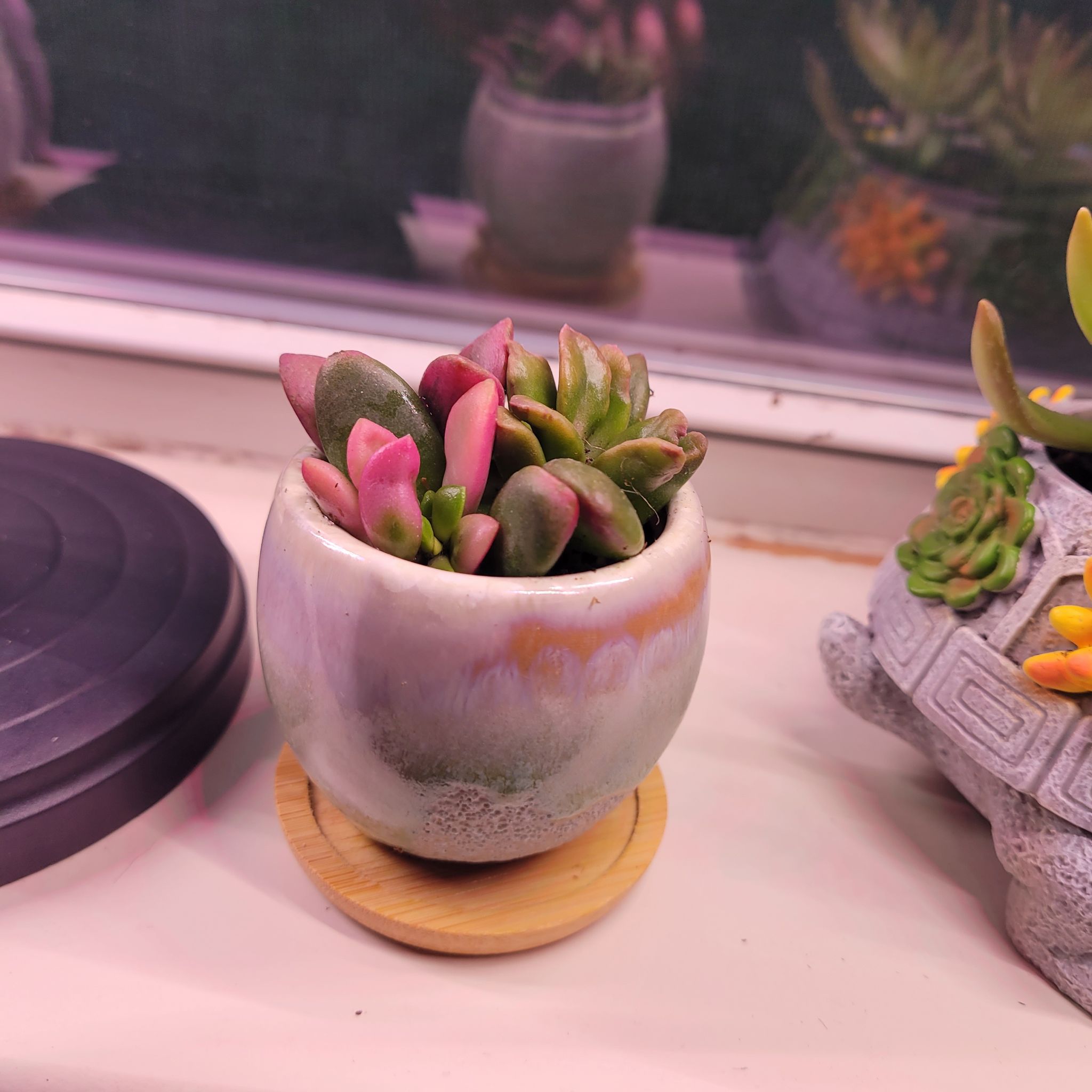 Potted Anacampseros 'Sunrise' succulent with pink and green leaves.
