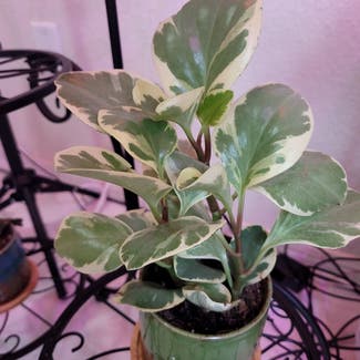 Variegated Baby Rubber Plant plant in Austin, Texas