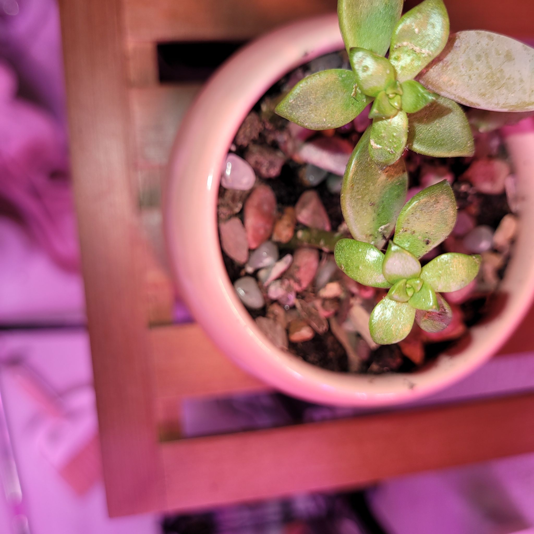 Potted Graptosedum 'Alpenglow' plant with visible soil, well-framed and in focus.