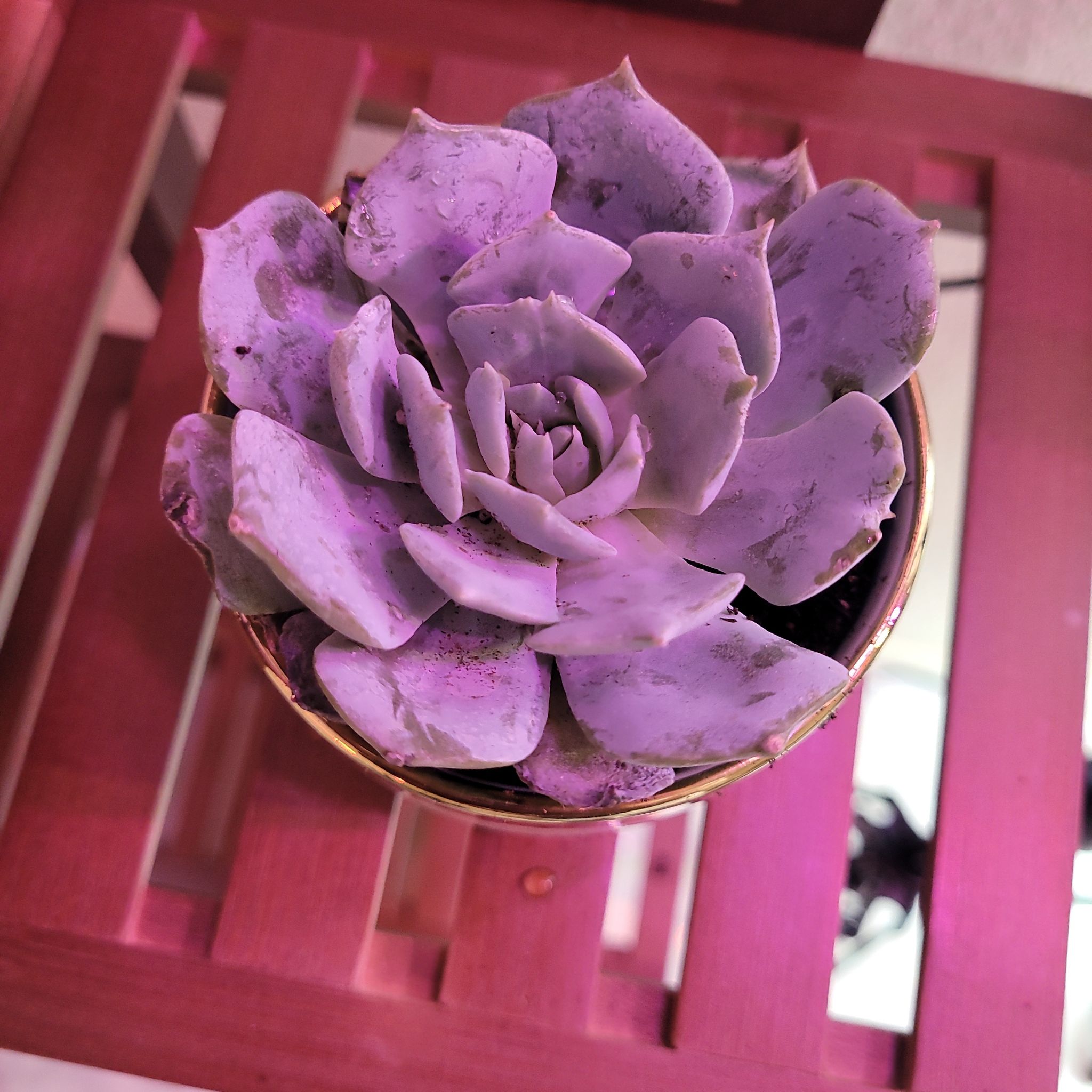 Ghost Echeveria plant in a pot with some leaf discoloration and spots.