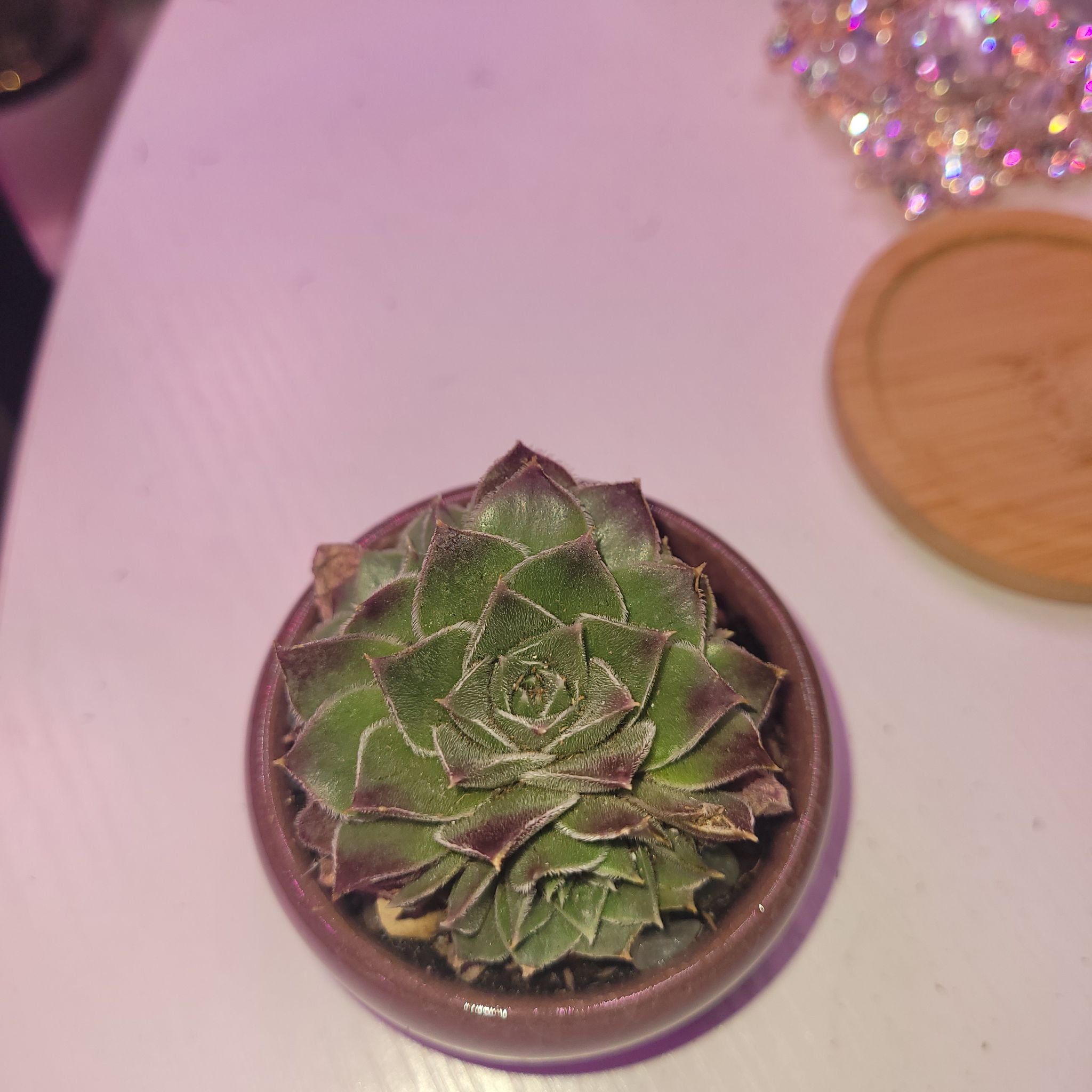 Photo of the plant species Purple Spring Hens and Chicks by @Cerberusofmars named Jade on Greg, the plant care app