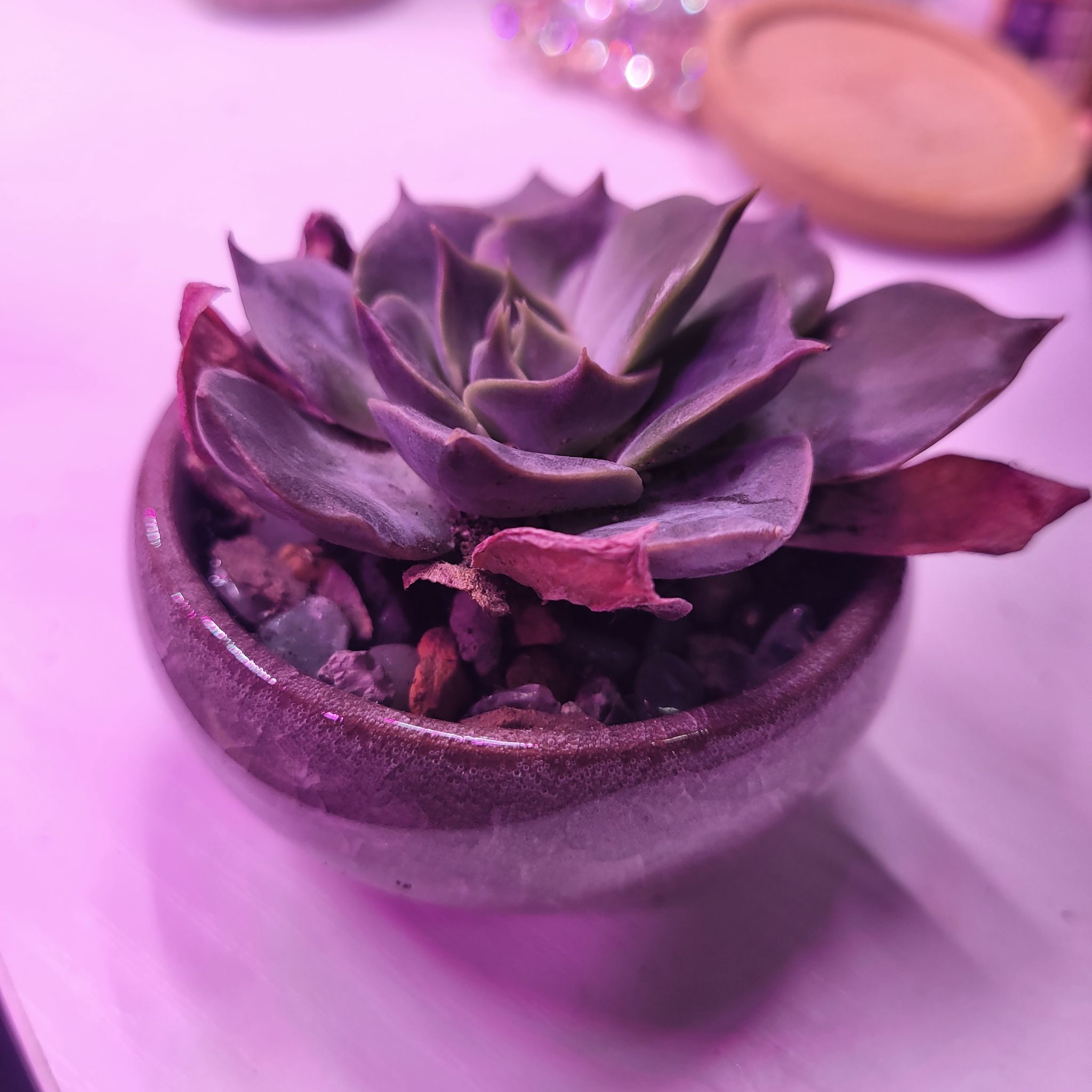 Photo of the plant species Echeveria 'Linda Jean' by @Cerberusofmars named Sahara on Greg, the plant care app