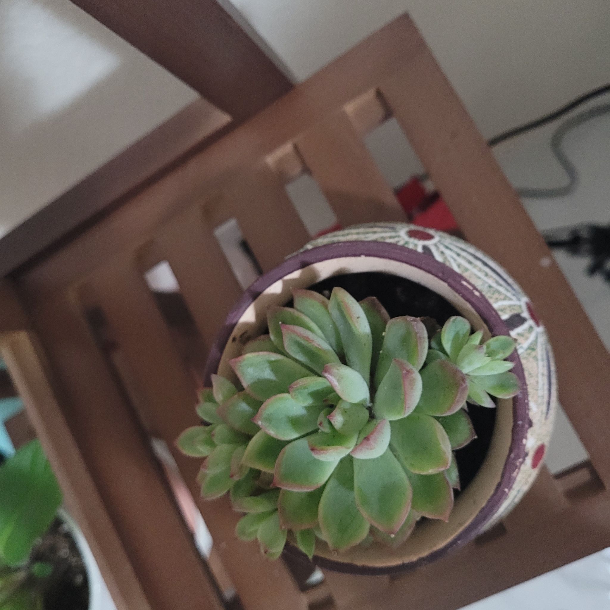 Photo of the plant species Echeveria mebina by @Cerberusofmars named Araceli on Greg, the plant care app