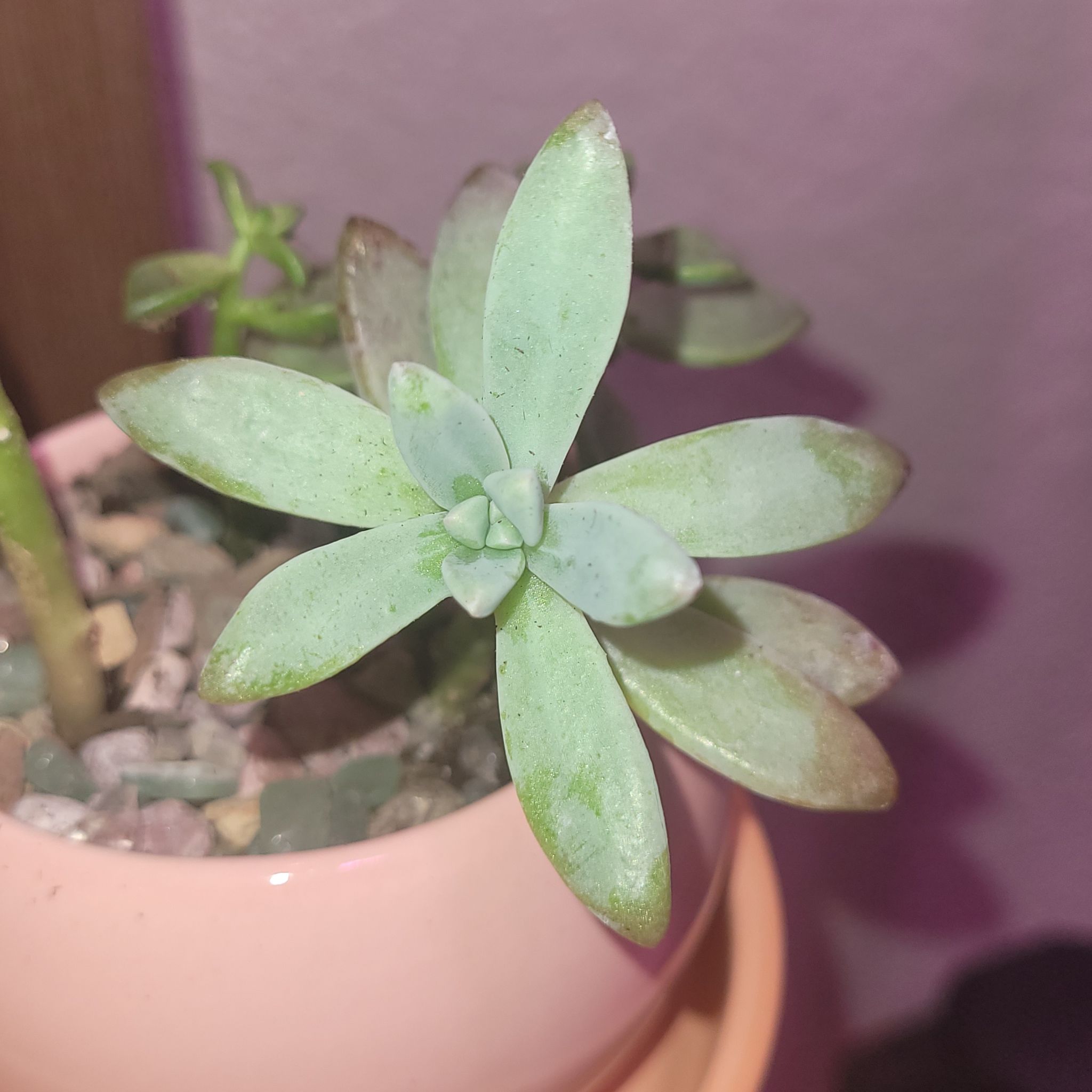 Graptosedum 'Francesco Baldi' succulent with slight browning at leaf tips in a pot with visible soil and pebbles.