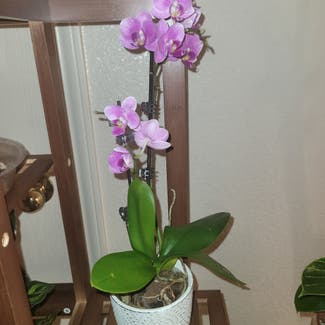 Phalaenopsis Orchid plant in Austin, Texas