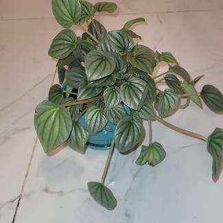 Silver Frost Peperomia plant in Austin, Texas