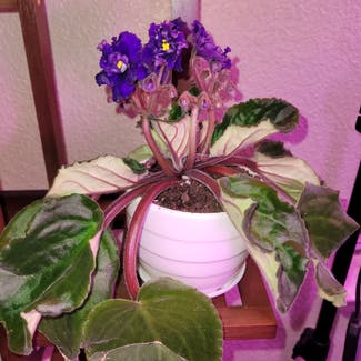 Kenyan Violet plant in Austin, Texas