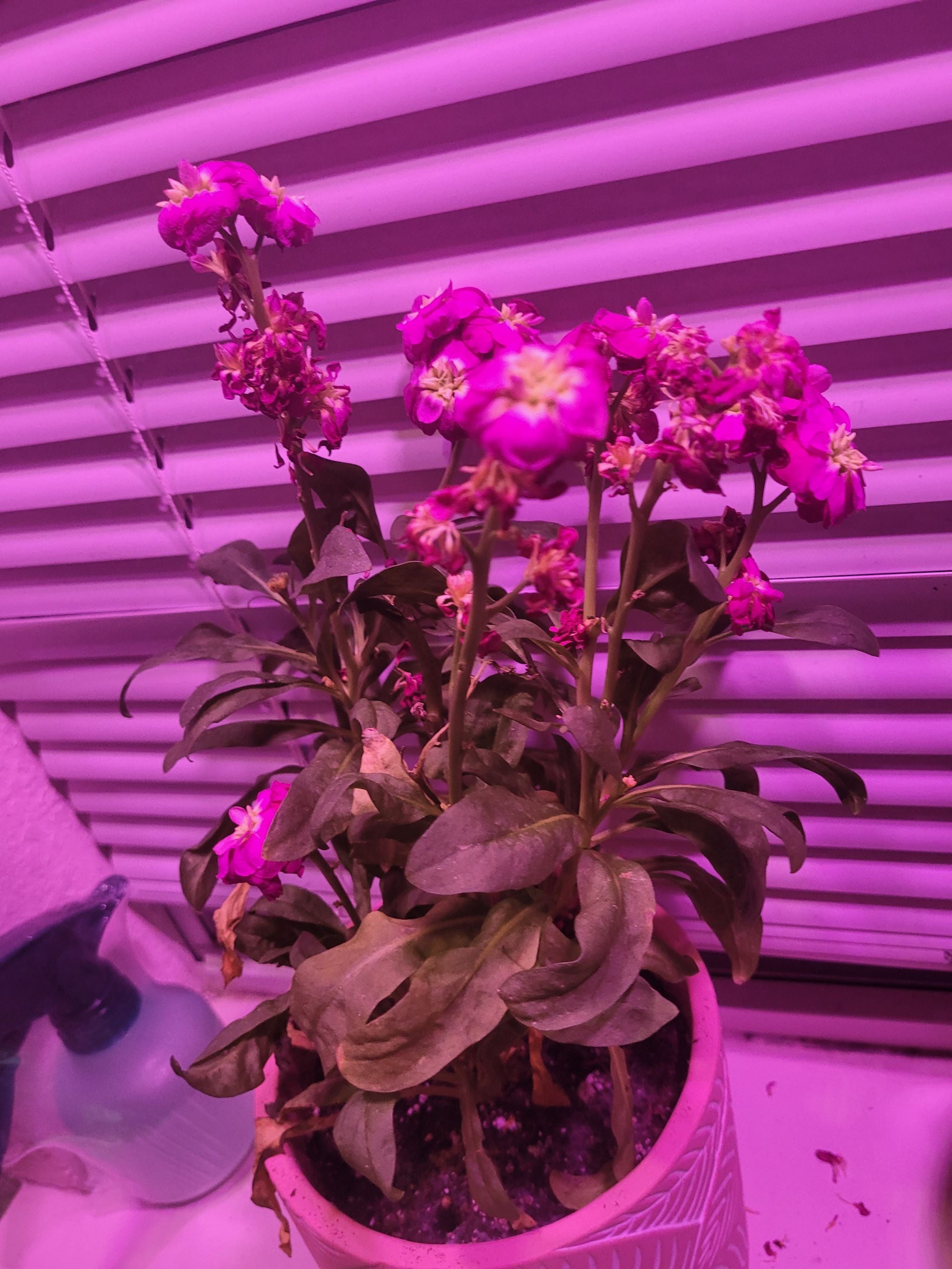 Brompton Stock Plant Care Water, Light, Nutrients Greg App 🌱