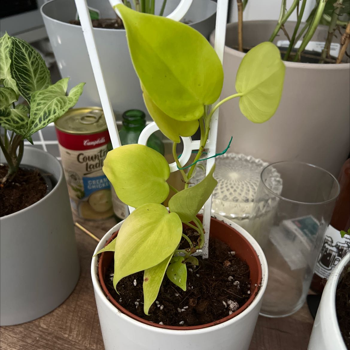 Philodendron cordatum plant with yellowing leaves in a white pot, placed indoors.
