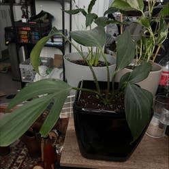 Dragon Tail Plant plant