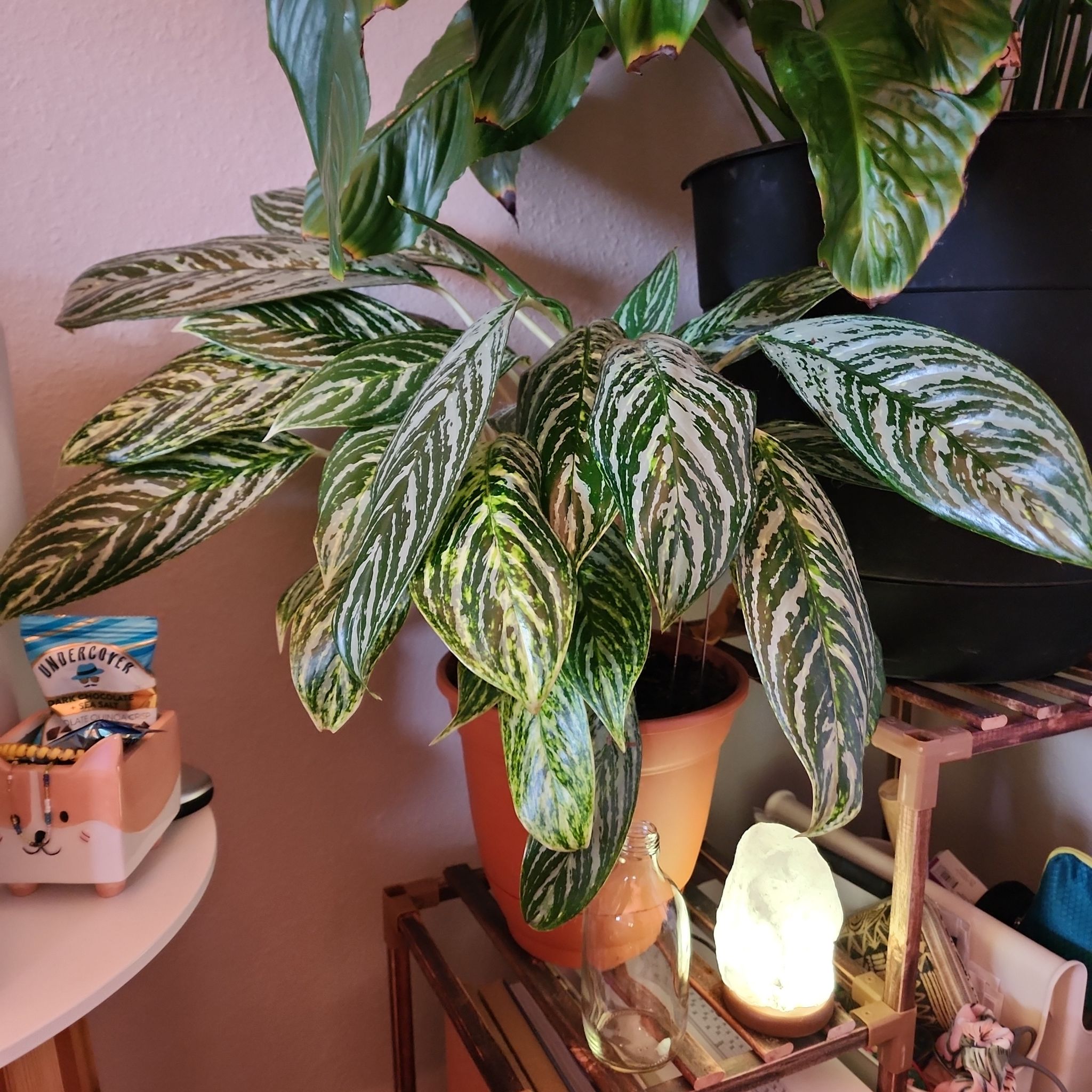 Chinese Evergreen 'Golden Madonna' with variegated leaves in a pot, well-framed and healthy.