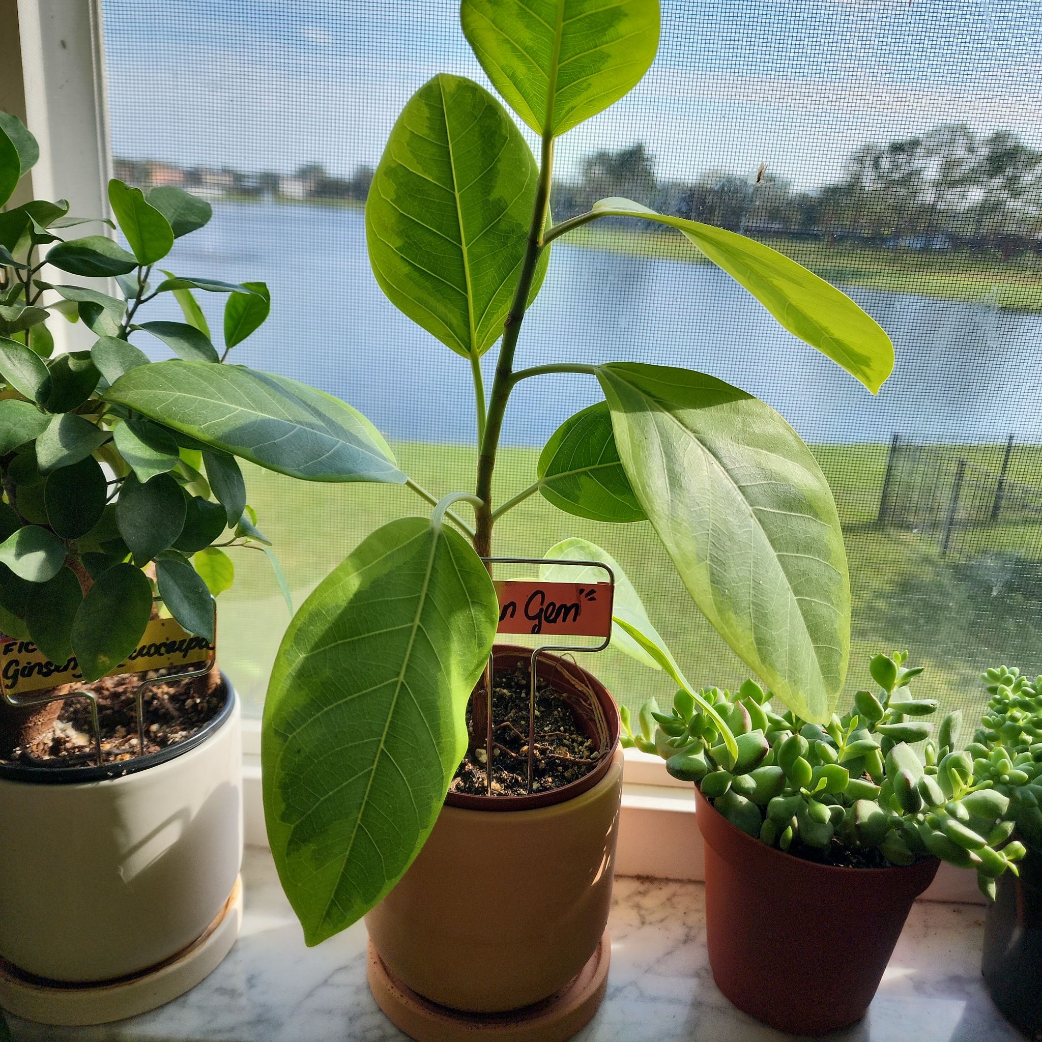 Photo of the plant species Ficus 'Golden Gem' by @Tica named Goldie Fig on Greg, the plant care app