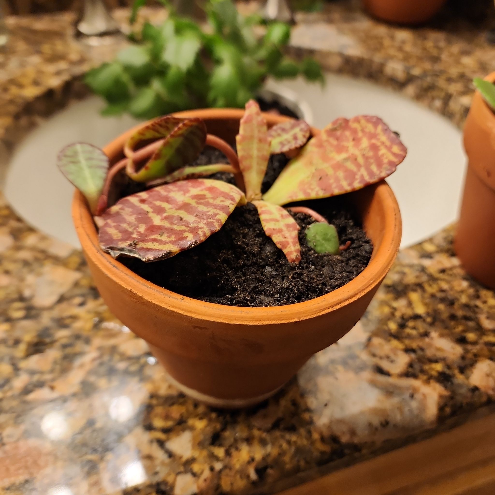 Kalanchoe humilis plant in a terracotta pot with variegated leaves on a granite countertop.