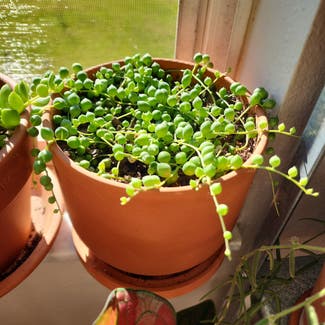 String of Pearls plant in Orlando, Florida