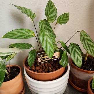 Calathea 'Freddie' plant in Orlando, Florida