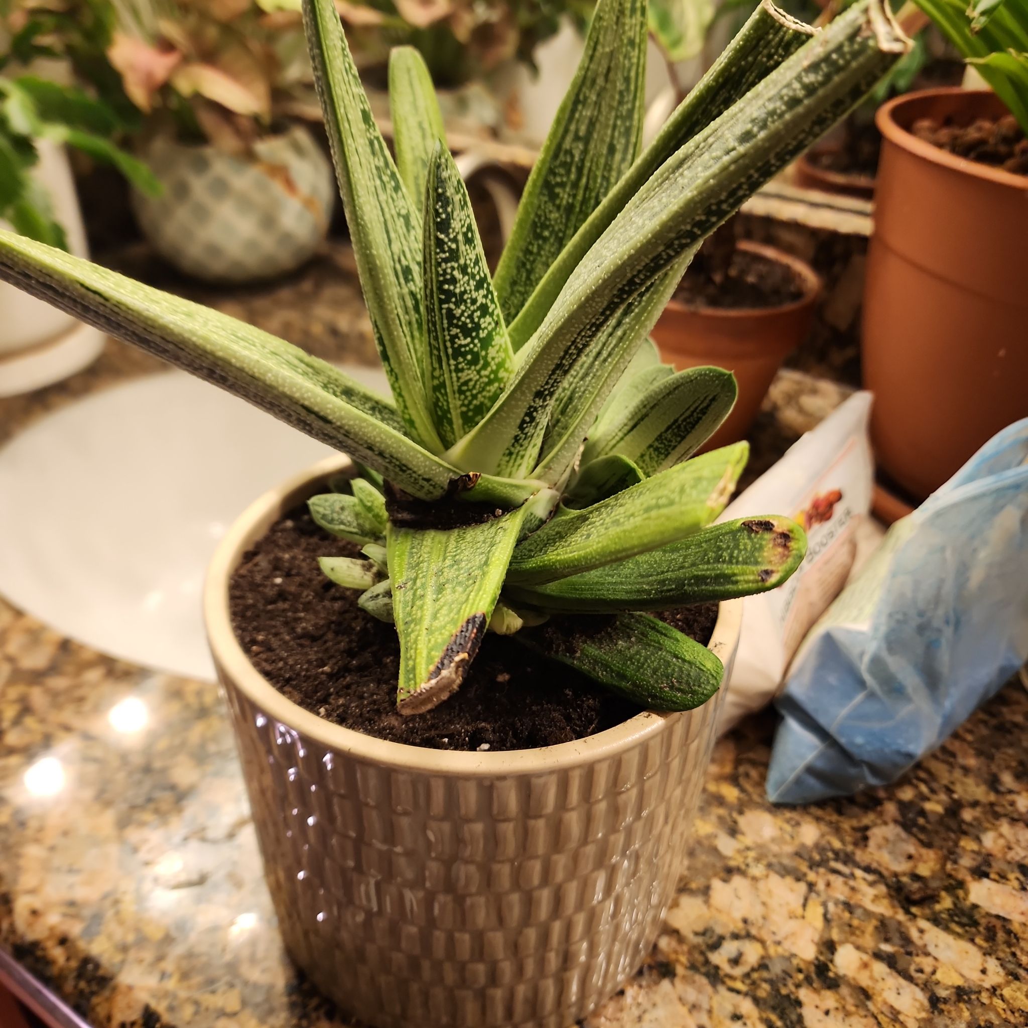 Photo of the plant species Gasteria 'Grey' by @Tica named Haiiro on Greg, the plant care app