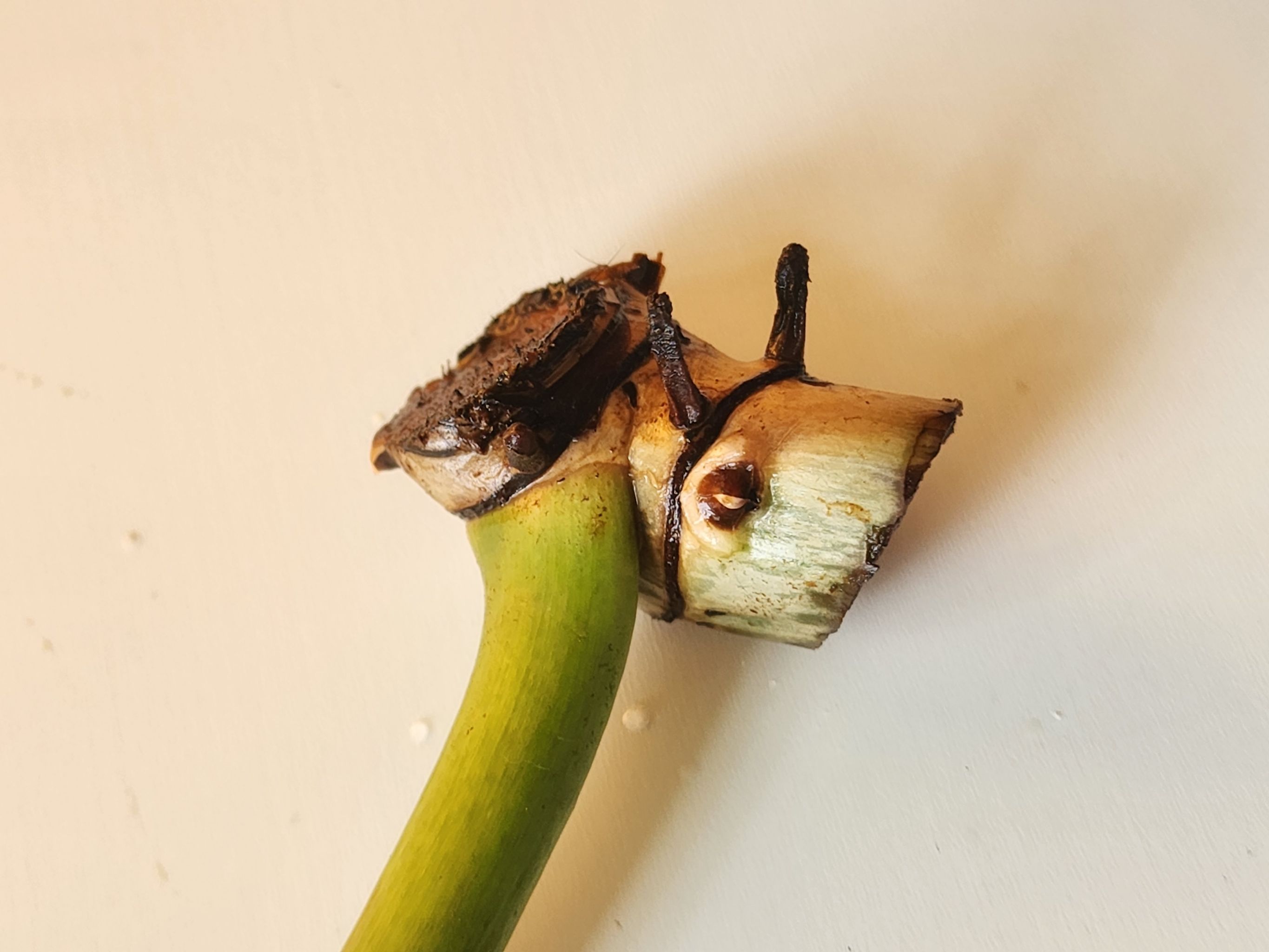 Photo from the post