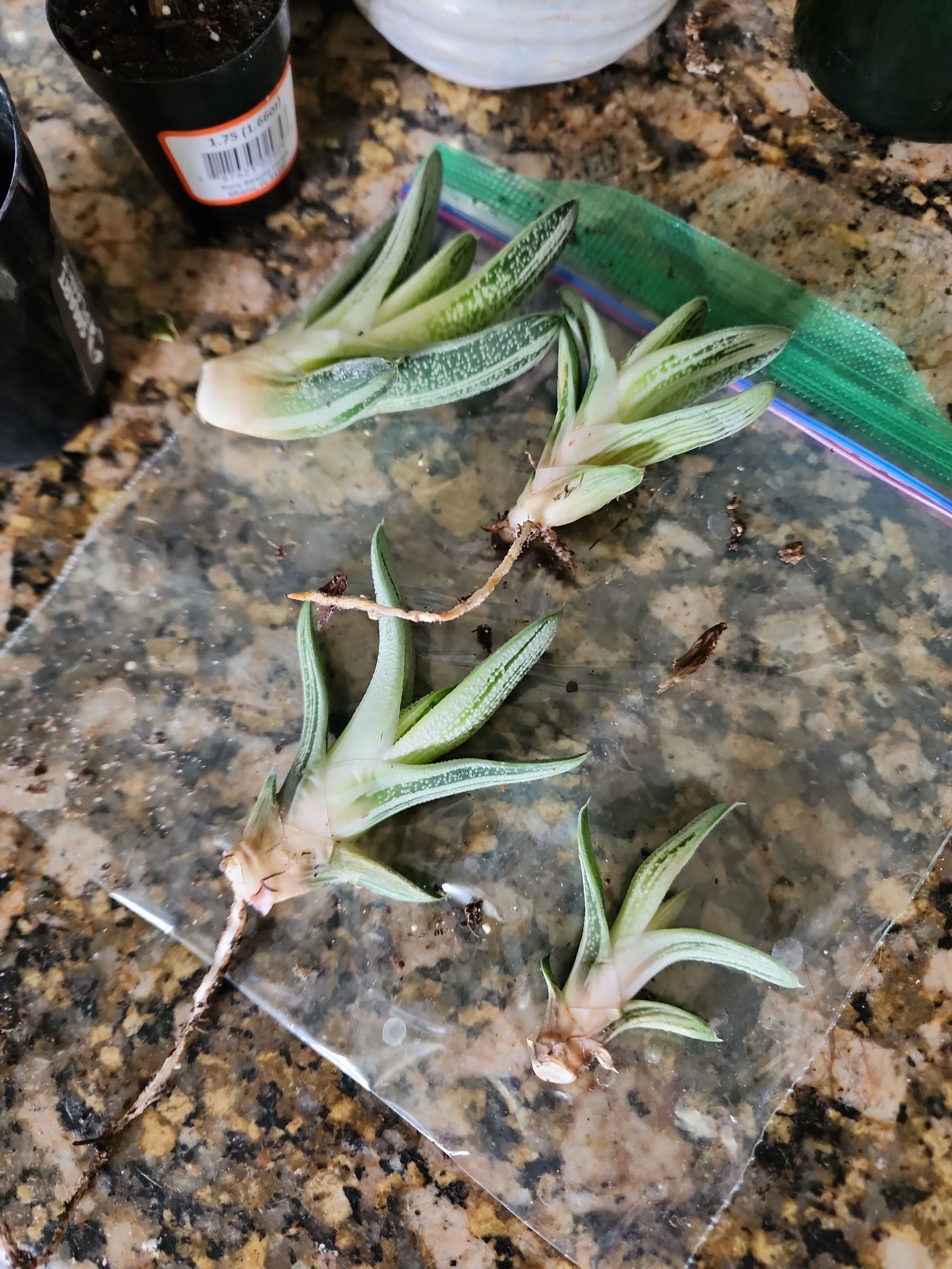 Photo from the post