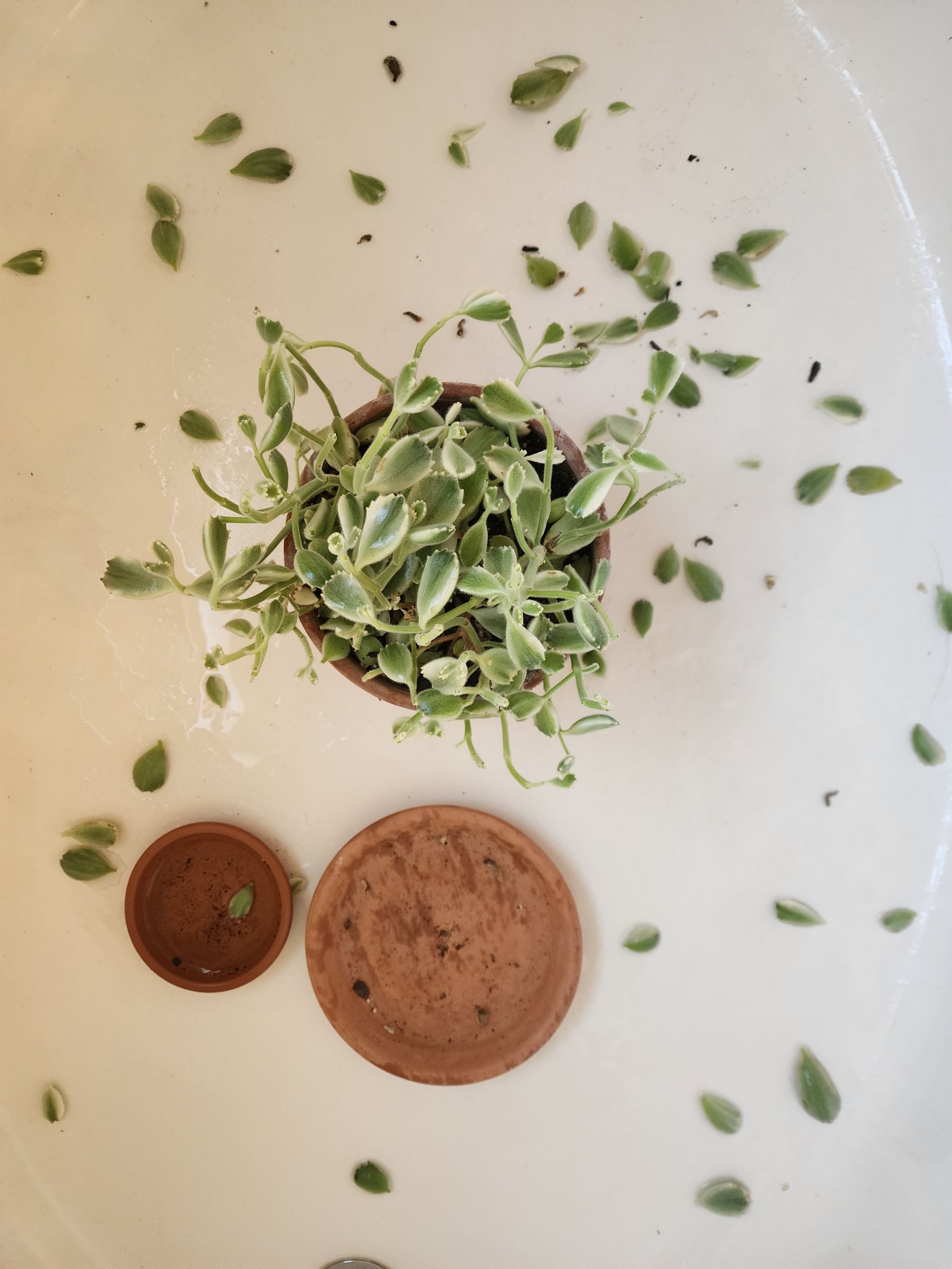 Keep Your Cotyledon &lsquo;Silver Crown&rsquo; Alive: Light, Water & Care Instructions