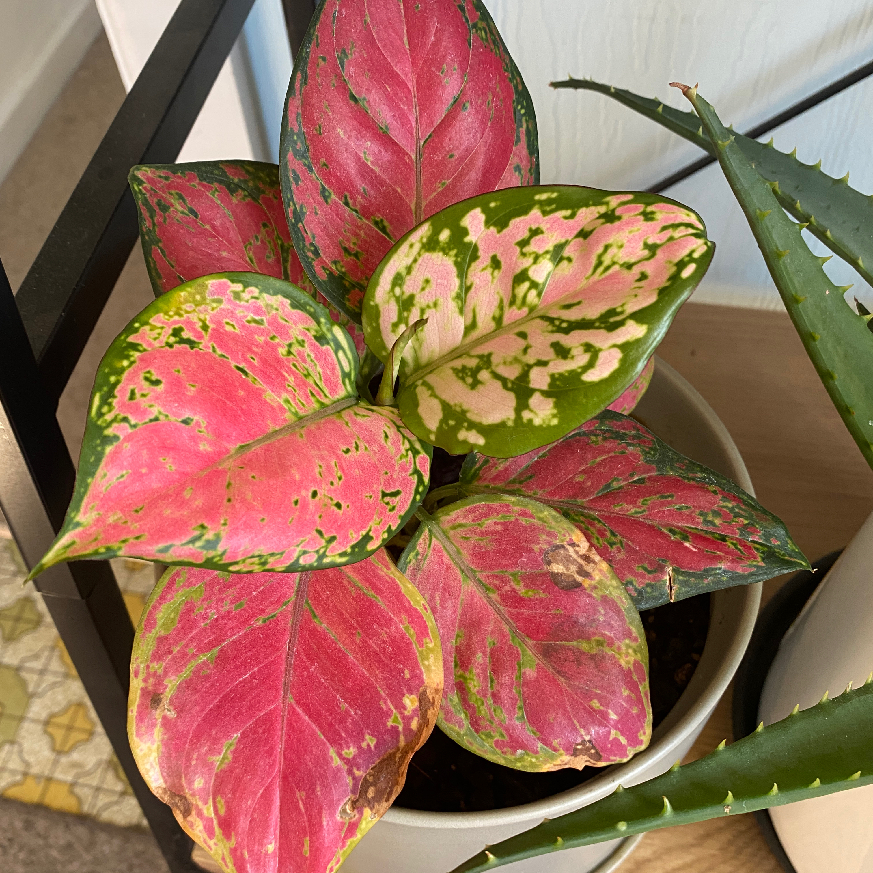 Aglaonema 'Red Valentine' plant with vibrant pink and green leaves in a pot.