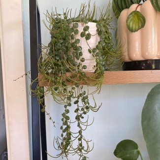 String of Turtles plant in Twizel, Canterbury