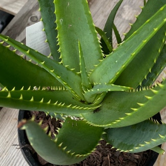 Aloe Vera plant in Twizel, Canterbury